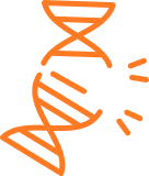 Icon of a DNA strand with a break, illustrating a gene mutation
